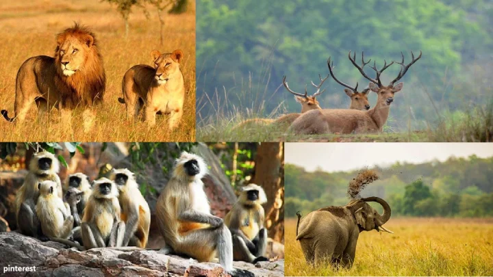 jungle safaris