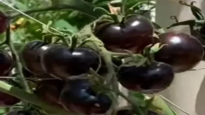 black tomato