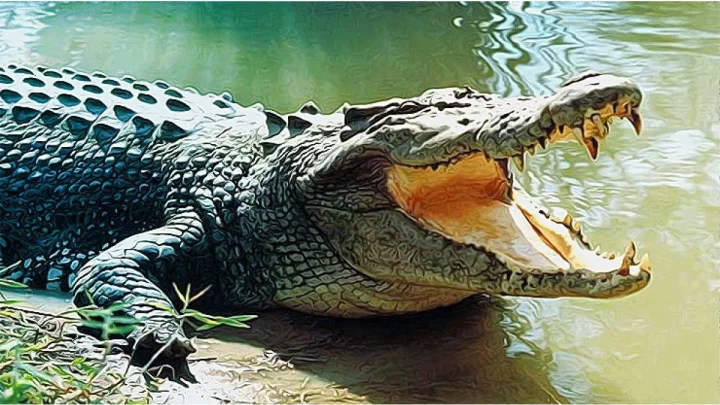 Crocodile Attack सासूच्या अंत्यसंस्कारासाठी आलेल्या जावयाला सरयू नदीत मगरीने ओढले; शोध सुरू