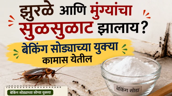 घराच्या कोपऱ्यात लपलेली झुरळे आणि मुंग्या होतील गायब; फक्त हा १ सोपा घरगुती उपाय करून पहा!