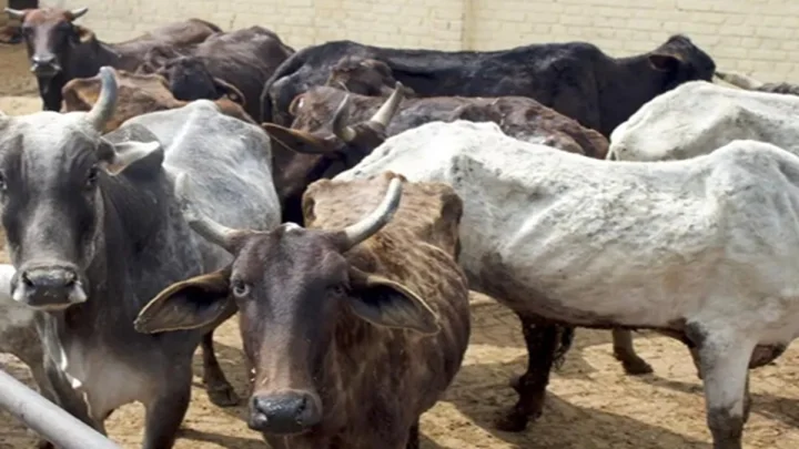 यवतमाळमध्ये कोवळे ज्वारीचे कोंब खाल्ल्याने २२ जनावरे दगावली