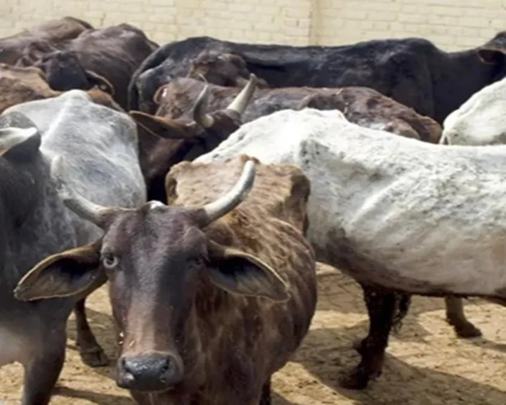 cows