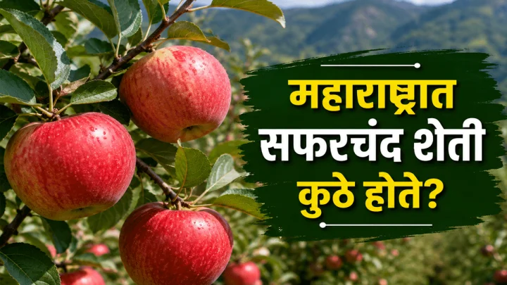 ४५°C तापमानात सफरचंद पिकले; उज्जैनने केली कमाल, मग द्राक्षांची राजधानी नाशिक अजूनही मागे का?