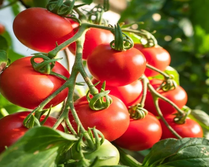 Tomato Cultivation