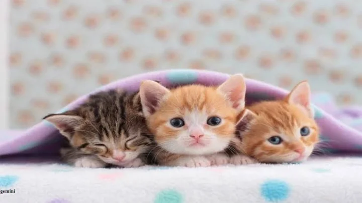 National Kitten Day 2026 : १० जुलै राष्ट्रीय मांजर पिल्लू दिवस