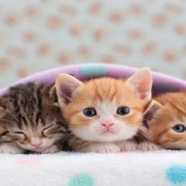 National Kitten Day 2026