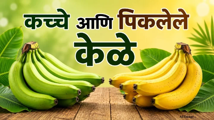 Health Benefits of Banana:   कच्च्या आणि पिकलेल्या केळ्यांमध्ये कोणती जीवनसत्त्वे आढळतात?