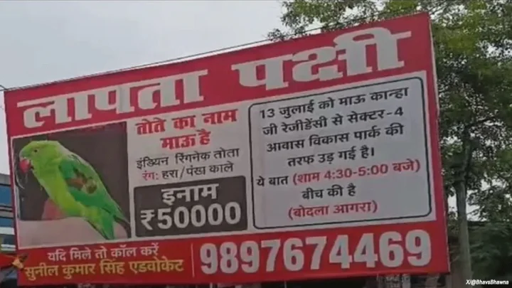 आग्र्यात पाळीव पोपट हरवला; शोधून देणाऱ्यास ५०,००० रुपयांचे बक्षीस जाहीर!