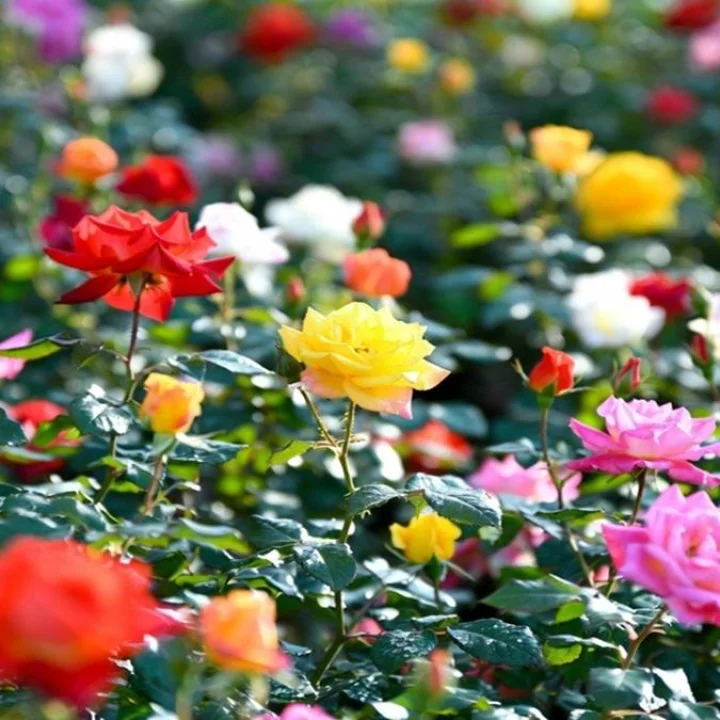 rose