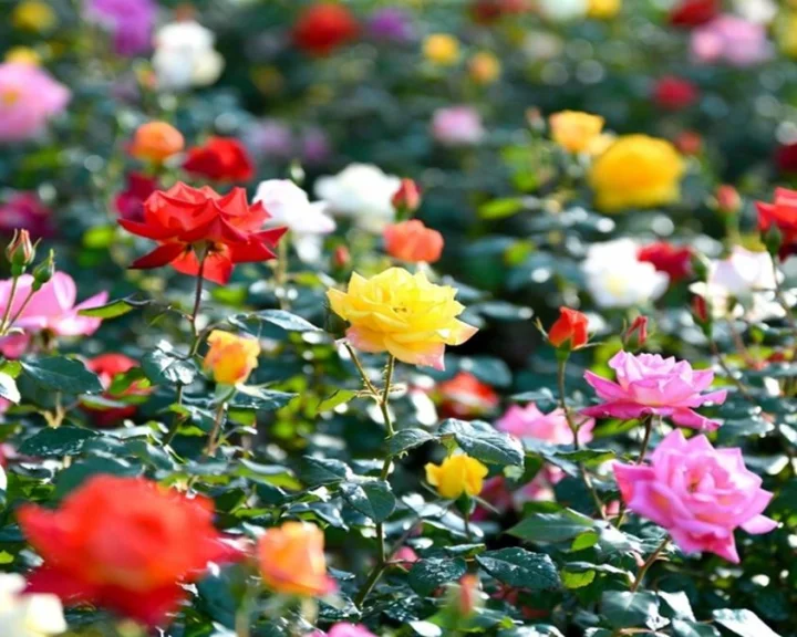 rose