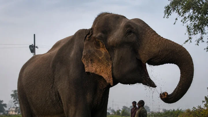 इंदूरमध्ये हत्तीला गूळ खाऊ घालणे महागात पडले; तरुणाला चिरडले अपघाताचा सीसीटीव्ही व्हिडिओ समोर आला
