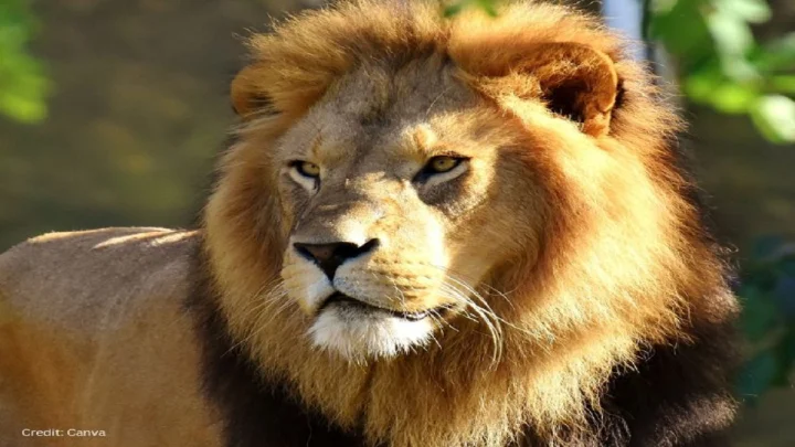 World Lion Day 2026: जागतिक सिंह दिनाचा इतिहास, सिंहा संबंधित तथ्य जाणून घ्या