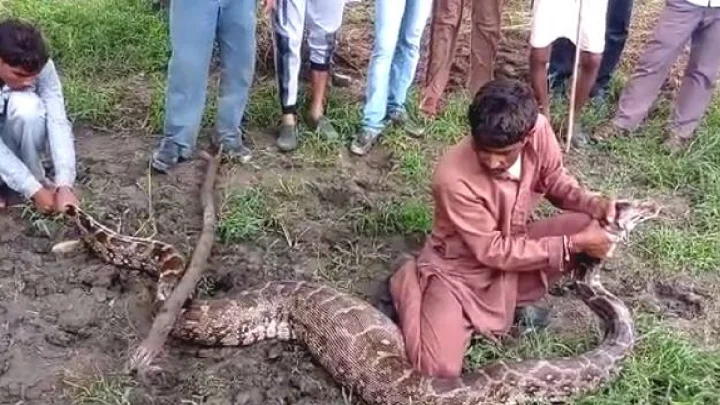 मुंबईत एका गाडीच्या बोनेटमध्ये सात फूट लांबीचा अजगर लपलेला आढळल्याने खळबळ