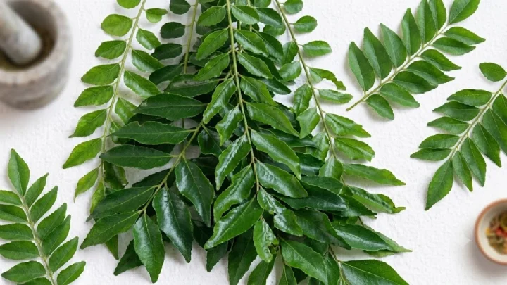 या पानांचे पाणी आरोग्यासाठी फायदेशीर? उकळून पिण्यापूर्वी जाणून घ्या संभाव्य फायदे