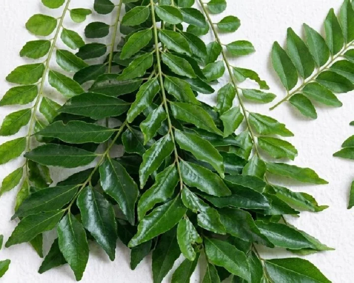 Leaf Water Benefits