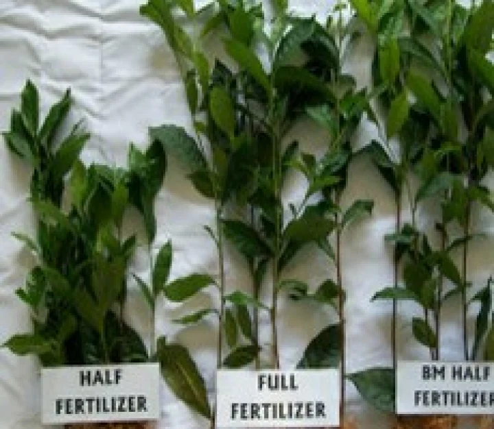 biological fertilizer