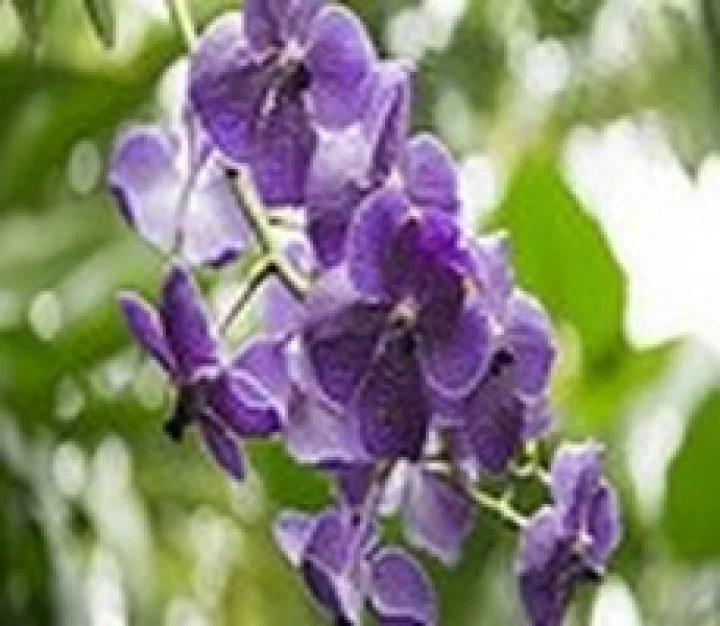 தாவரங்களுக்கு கூடுதலாகத் தமிழ்ப் பெயர்கள்