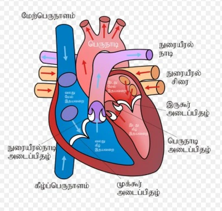 இரத்த அழுத்தம் என்றால் என்ன? ஏன் ஏற்படுகிறது? எப்படி குணமாக்குவது?