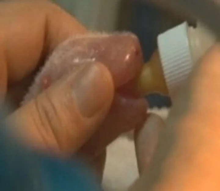 ஏலியன் போல் இருக்கும் இரட்டைப் பாண்டா குட்டிகள் - வீடியோ காட்சி