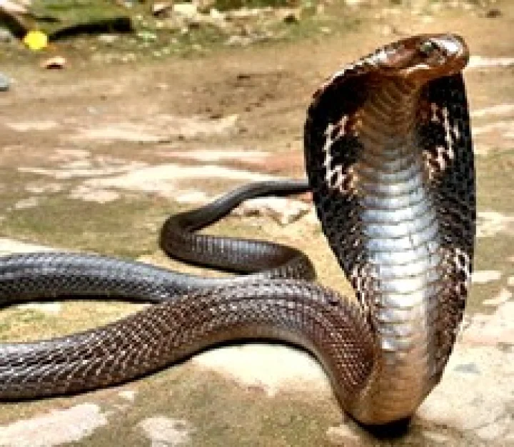 இந்தியாவில் பாம்பு பூங்காக்கள்