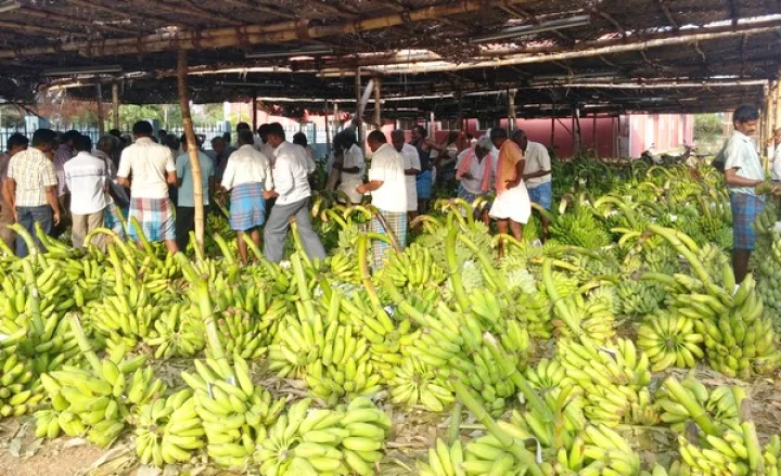 ஈரோட்டில் கதளி வாழை விலை அதிகரிப்பு