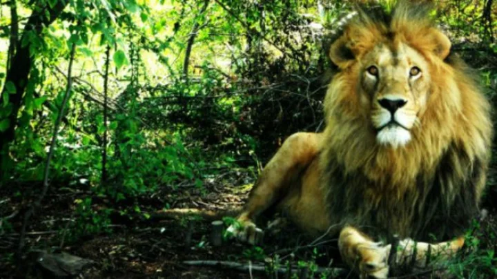 ருவாண்டாவில் 20 ஆண்டுகளுக்குப் பின்னர் மீண்டும் சிங்கங்கள்