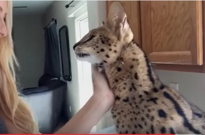 எஜமானியை அம்மா என்று அழகாக அழைக்கும் காட்டுப்பூனை : வீடியோ