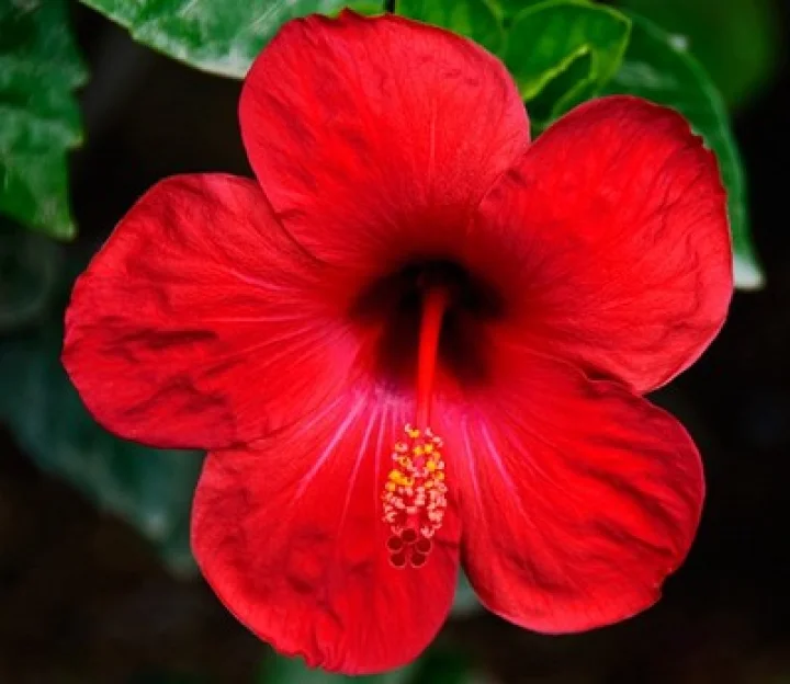 கொழுப்பை குறைக்கும் செம்பருத்தி