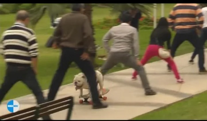 ஸ்கேட்டிங் செய்து கின்னஸில் இடம் பெற்ற  நாய் : வீடியோ