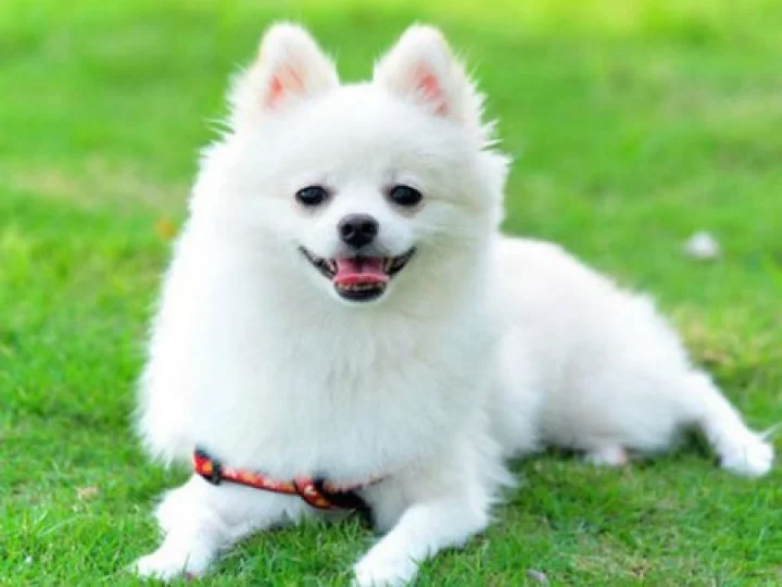 நாய் வளர்ப்பும் வாஸ்து பரிகாரமும்