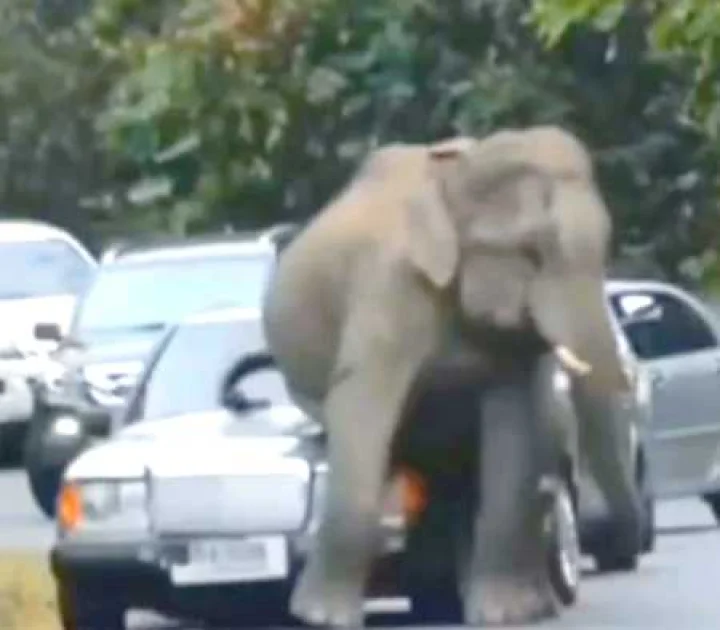 ’யானை’ பலம் என்றால் சும்மாவா? எப்படி கார்களை உடைக்கிறது என்று பாருங்கள்!