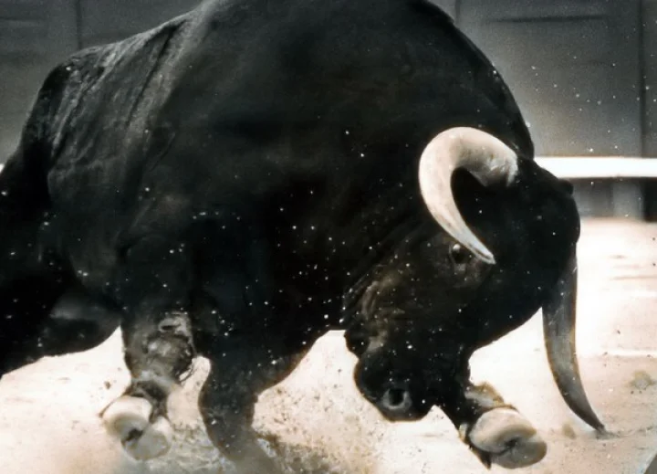 காளை மாடு