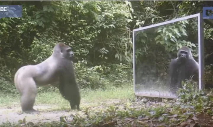 கண்ணாடி பார்க்கும் விலங்குகள் என்ன செய்யும்? : ஜாலி வீடியோ