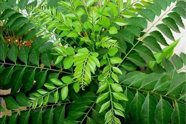 மருத்துவ குணம் நிறைந்த கறிவேப்பிலை