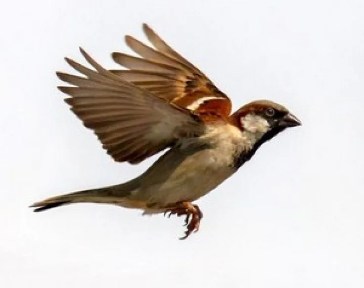 சிட்டுக் குருவி