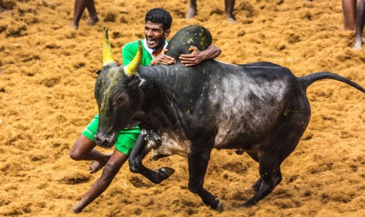 வீர விளையாட்டான ஜல்லிக்கட்டை நடத்த மத்திய அரசு தந்த அனுமதியை உச்சநீதிமன்றம் தடை செய்தது!