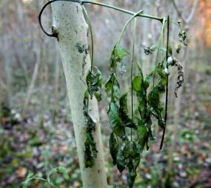 ஐரோப்பாவில் அழியும் நிலையில் ஒதிய மரங்கள்