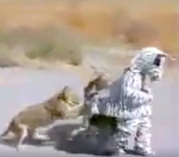 அபூர்வ விலங்கை கண்டால் புலிகள் என்ன செய்யும்? [வீடியோ]