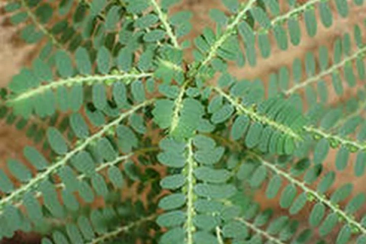 மஞ்சள் காமாலையை குணமாக்கும் சித்த மருத்துவம்