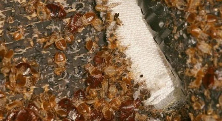 மூட்டைப் பூச்சிகளுக்கு பிடித்த நிறங்கள் எவை?