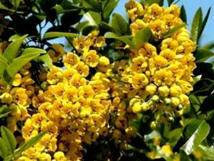 மலட்டுத்தன்மை போ‌க்கு‌ம் ஆவாரை‌!