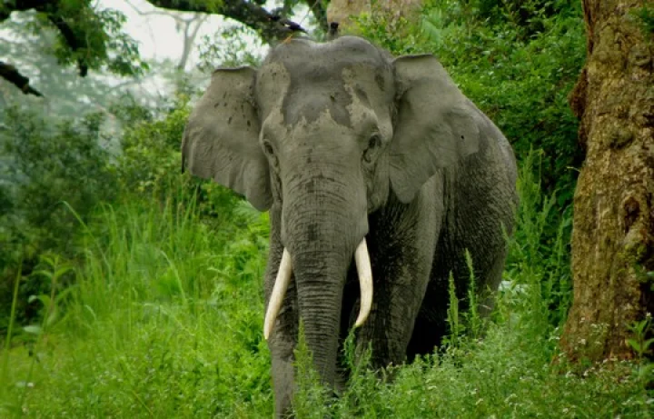 வயிற்றில் குட்டியுடன் இறந்த காட்டு யானை: வனத்துறை விசாரனை
