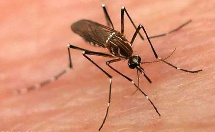 Dengue