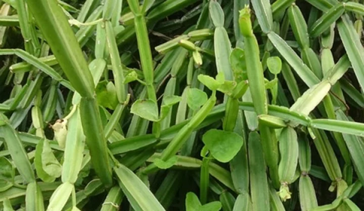 உடலை சீர்படுத்த உதவும் பிரண்டை