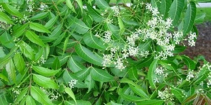 பொடுகை விரட்ட அற்புத மருந்து வேப்பம்பூ