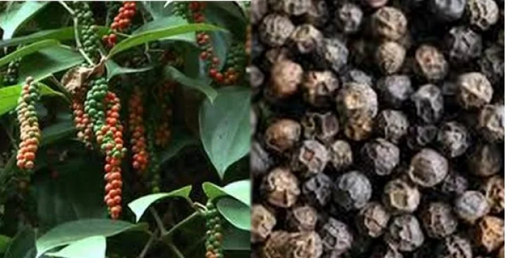 அளப்பரிய பலன்களை தரும் மிளகு