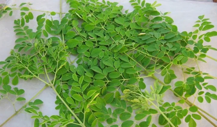 காம உணர்வை அதிகரிக்க செய்யும் முருங்கை