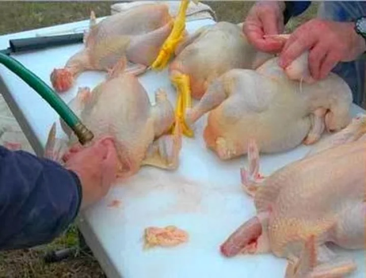 பிராய்லர் சிக்கன் ஆபத்தானது ஏன் தெரியுமா?