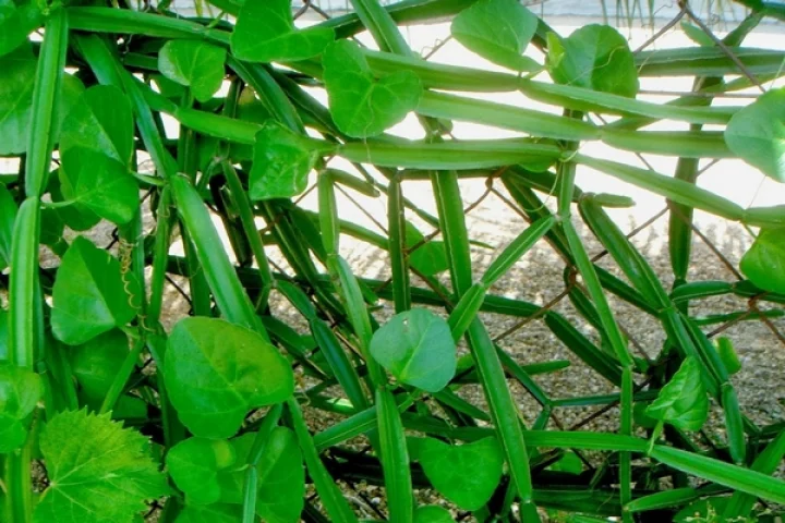 பிரண்டை