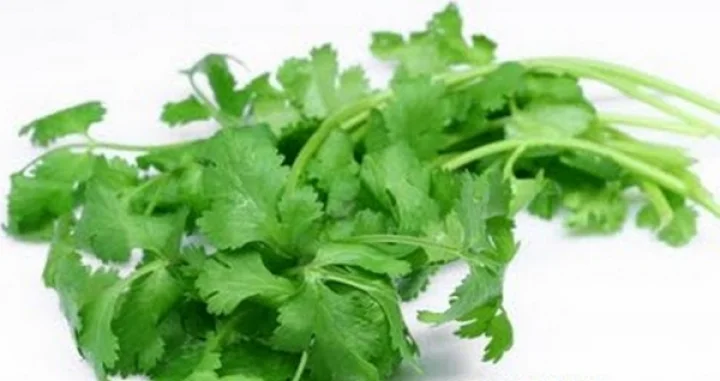 கொத்தமல்லிக் தழையின் மருத்துவக் குணங்கள்